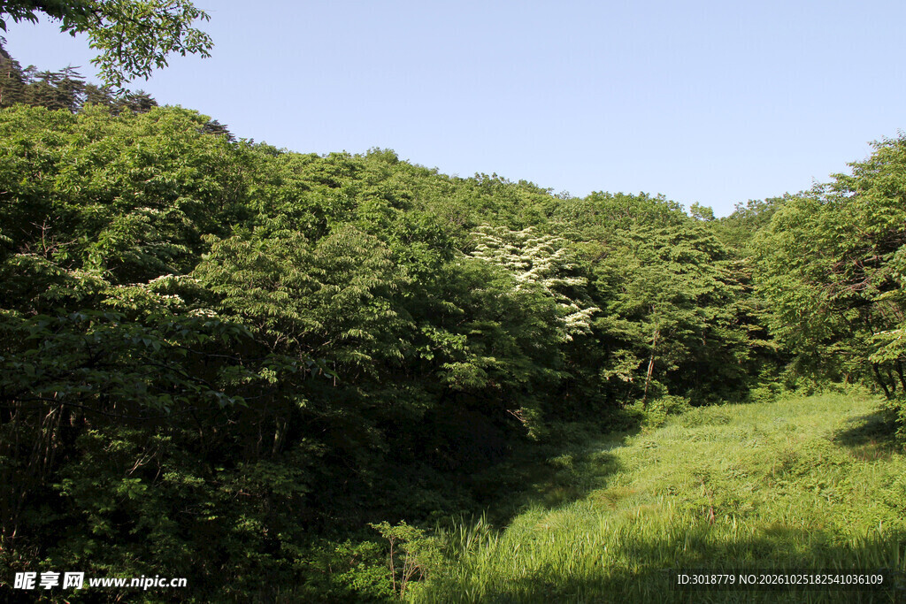 晴日山野青翠自然风景