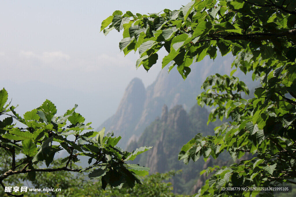 林间远眺雾中山峰