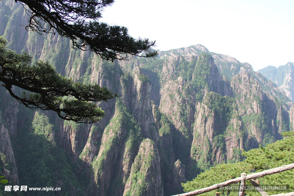 高山崖壁青松景观
