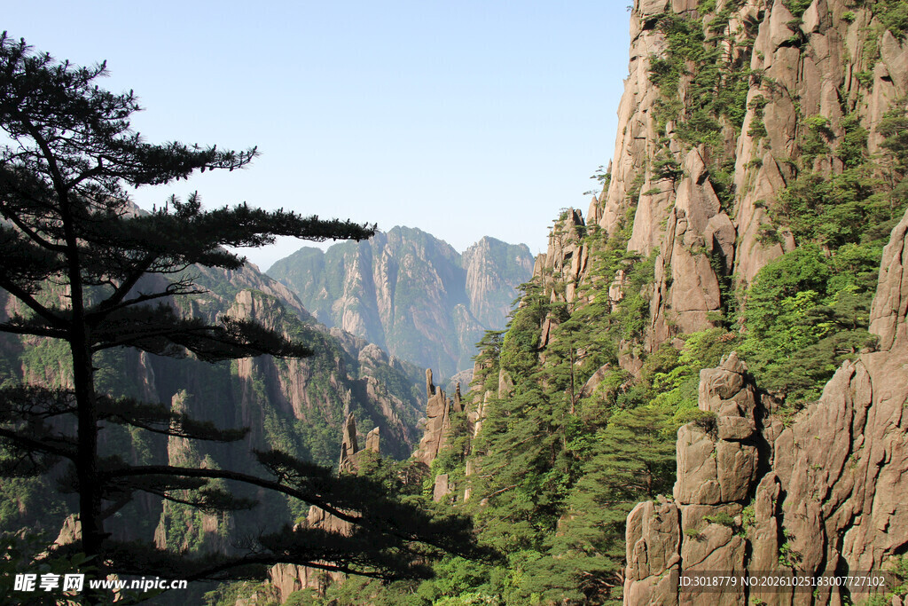 黄山奇松山景