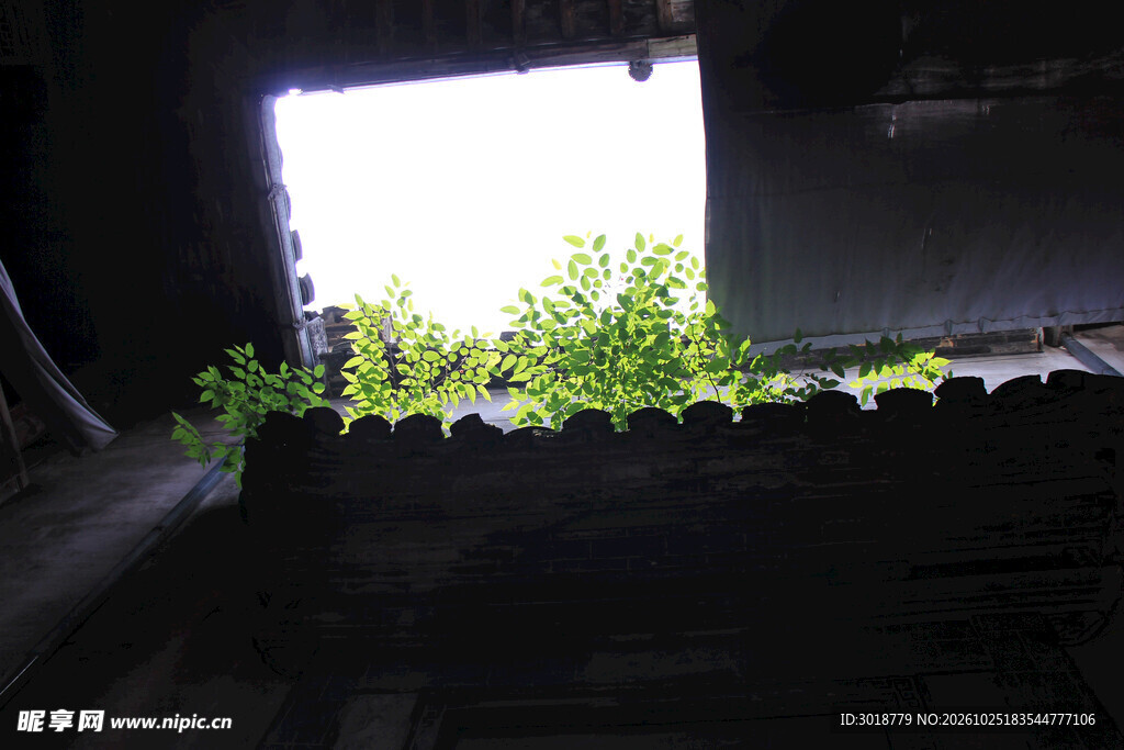窗边逆光绿植小景