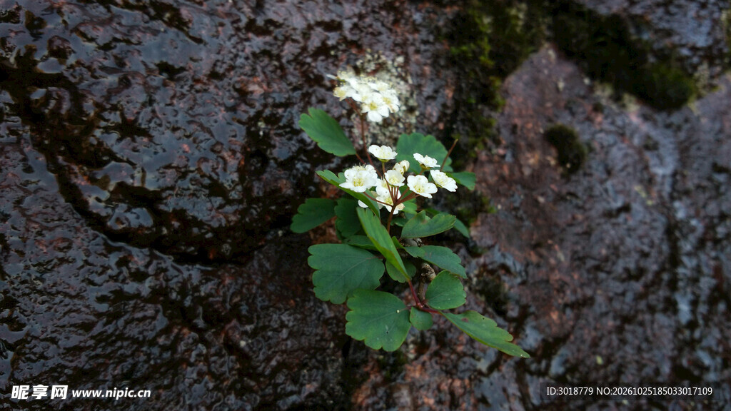 水面白花光影景致
