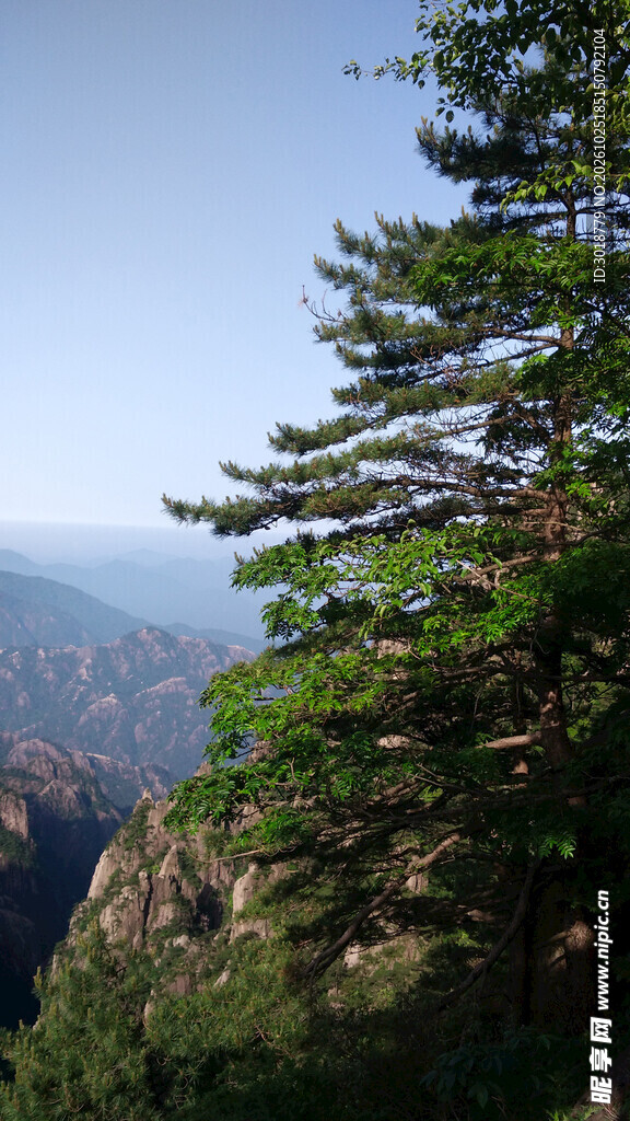 山间青松山野风光