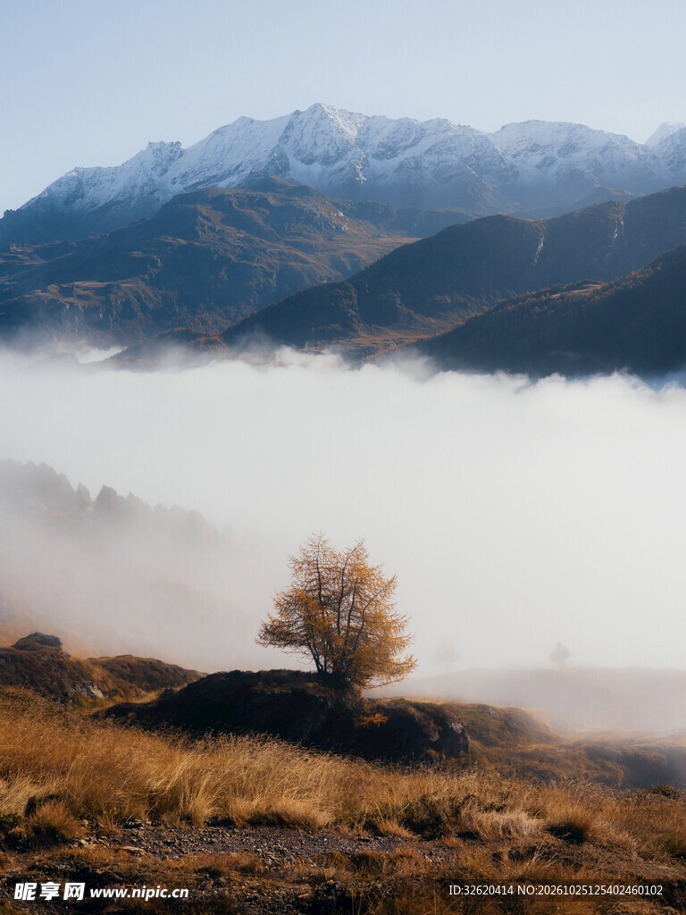 山间晨雾孤树秋景
