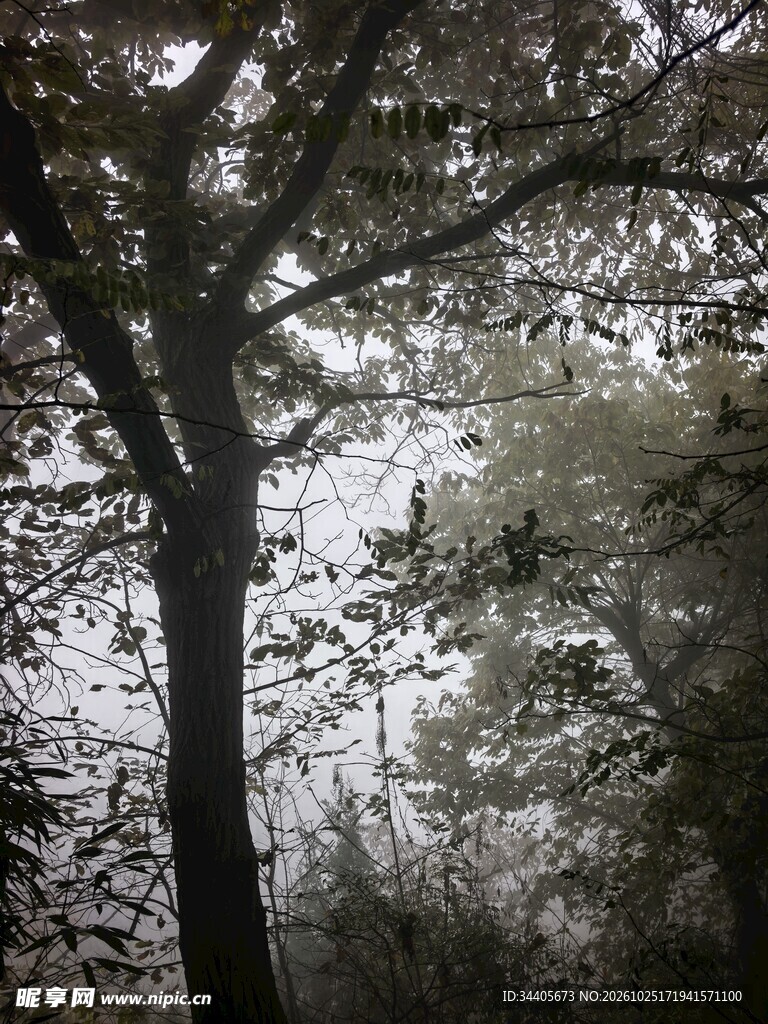 雾中朦胧树林风景