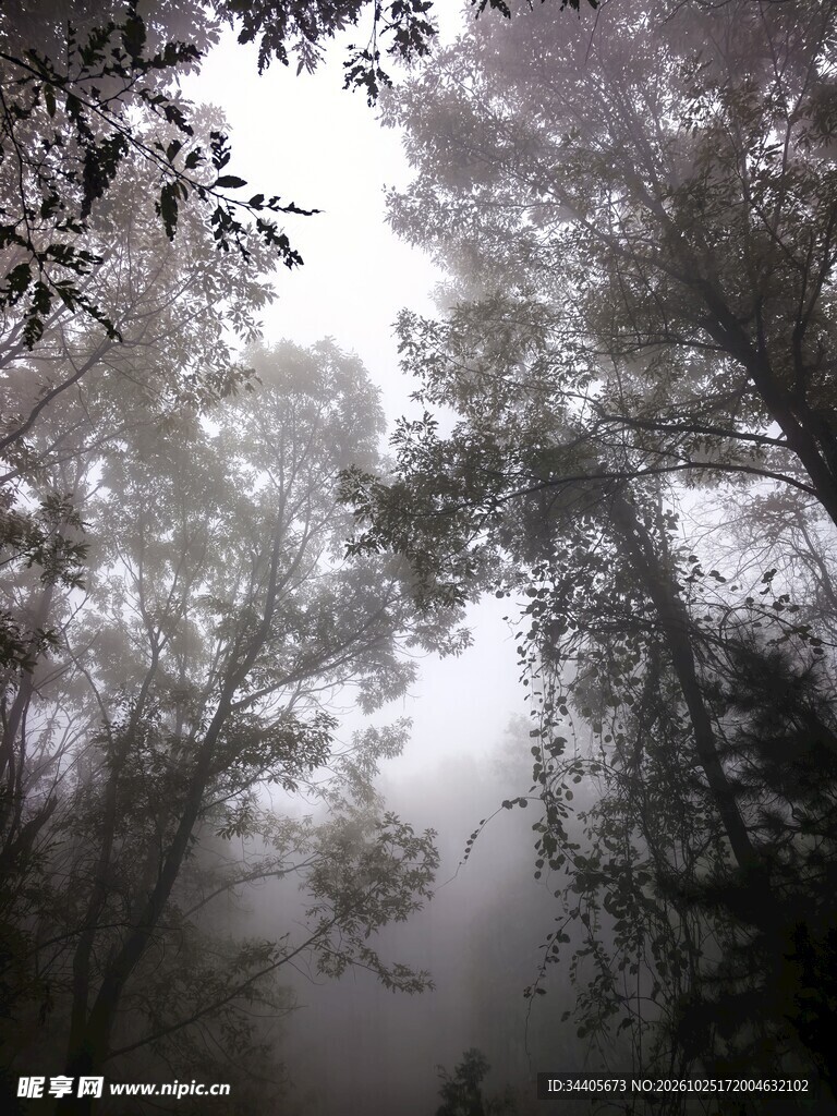 林间透光树影