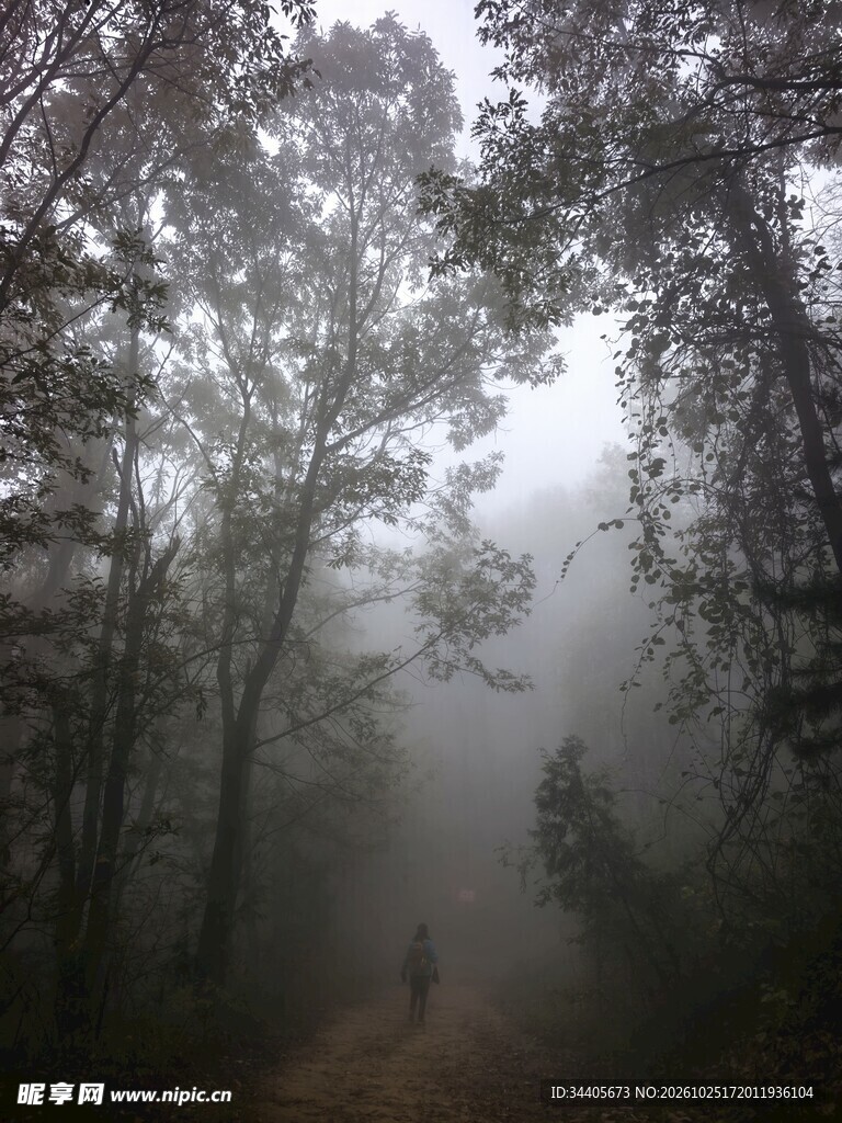 雾中森林透光美景