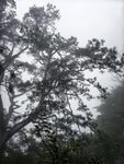 雾中朦胧松树景观