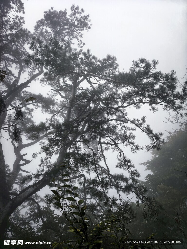 雾中朦胧松树景观
