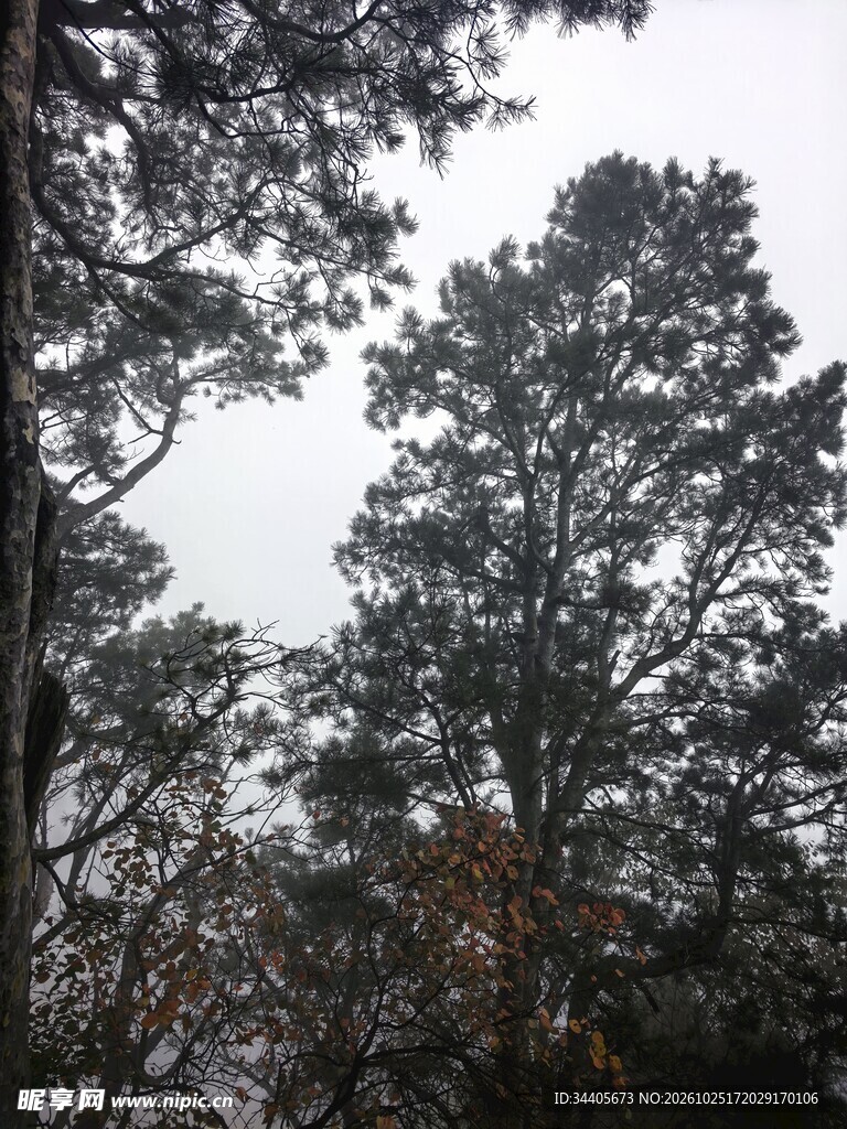 阴天仰拍林间树木