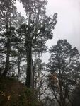 雾中松林山野风光