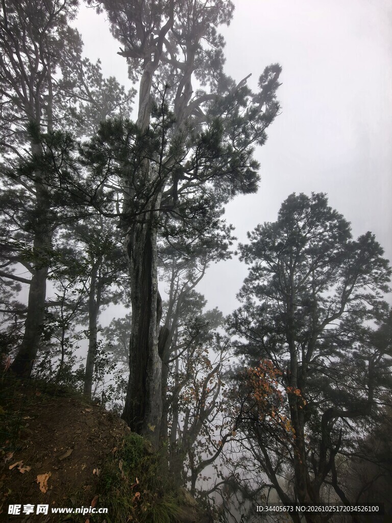 雾中松林山野风光