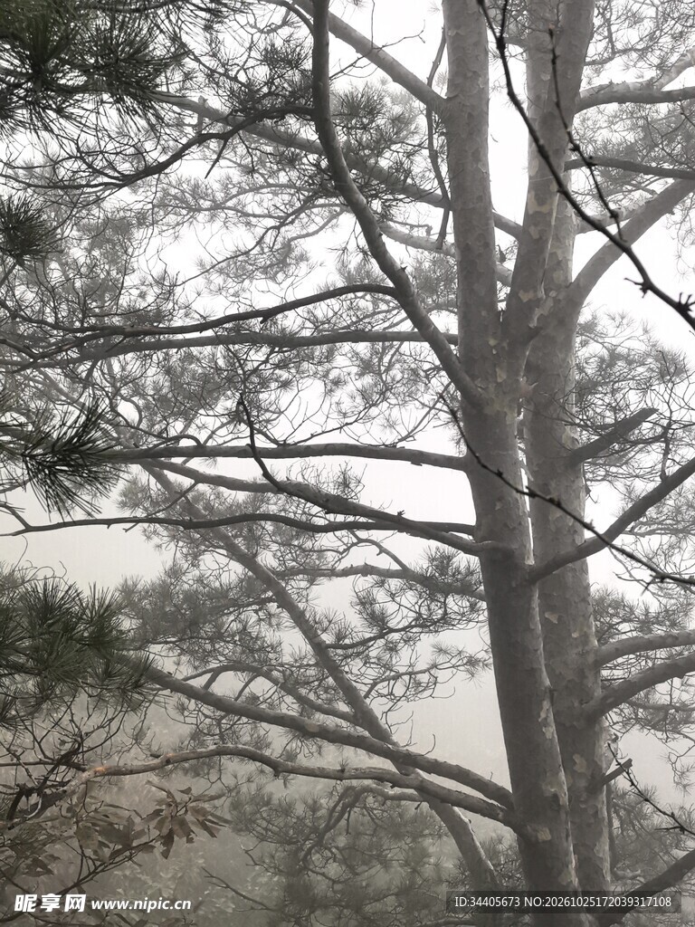 雾中朦胧树影