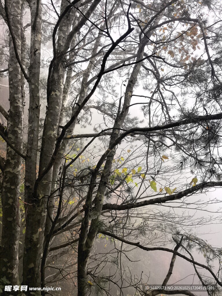 雾天朦胧树林枝桠