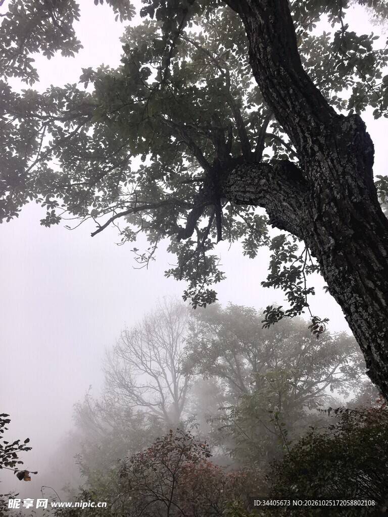 雾中古树朦胧景致