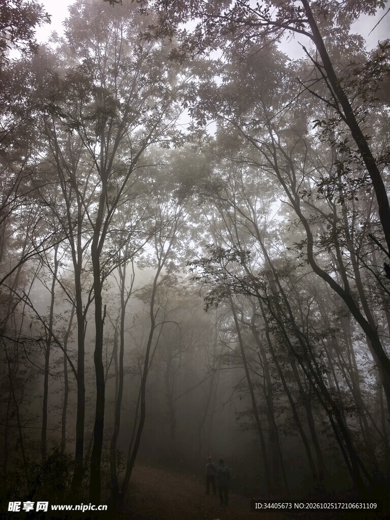 雾天朦胧树林仰拍