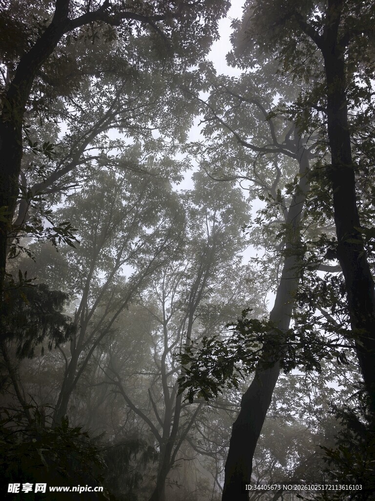 林间透光树影