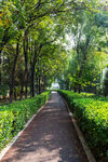 公园林荫步道美景