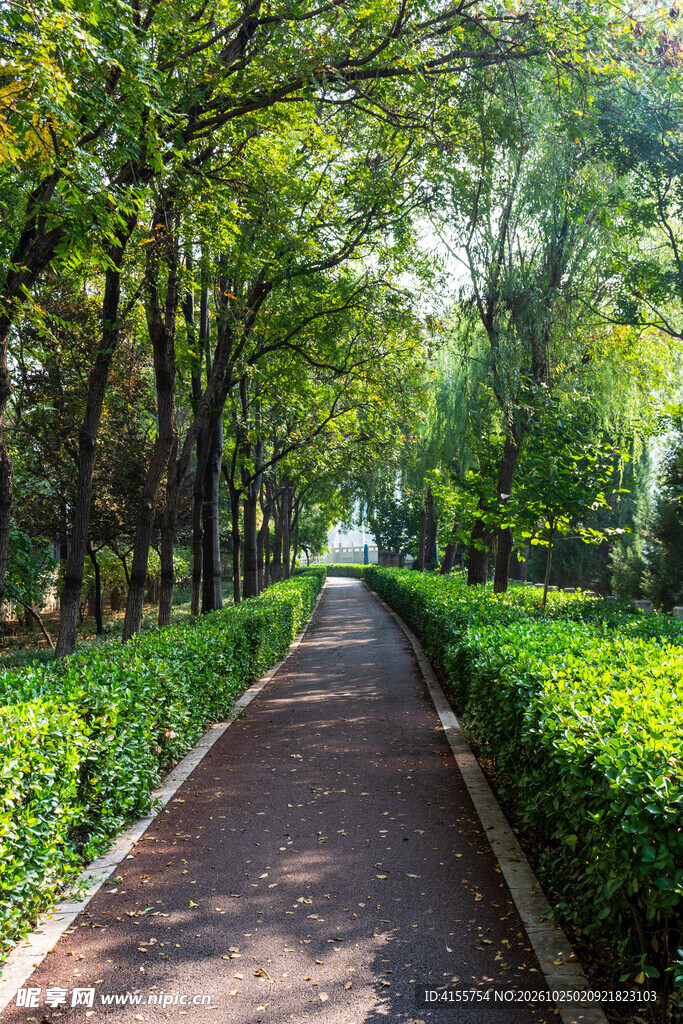 公园林荫步道美景