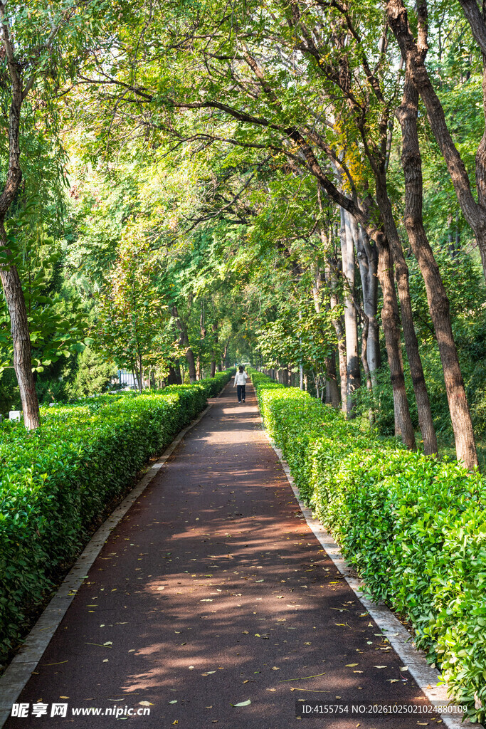 公园林荫步道