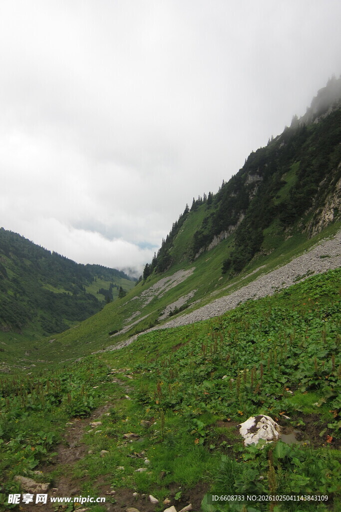 雾中山间草甸风光