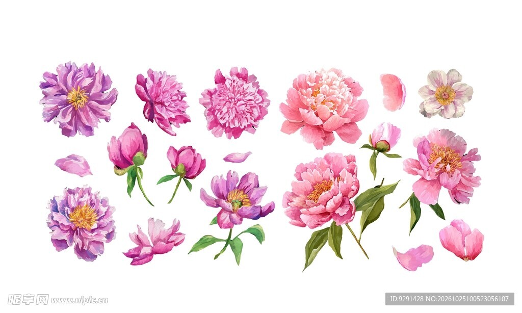 芍药花水彩素材