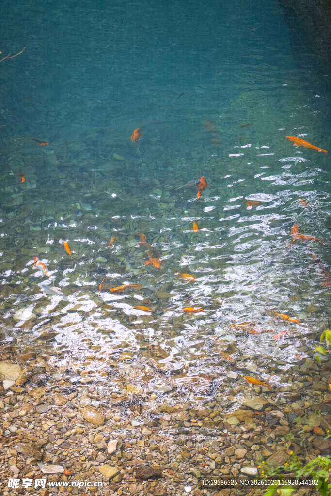 清池游鱼