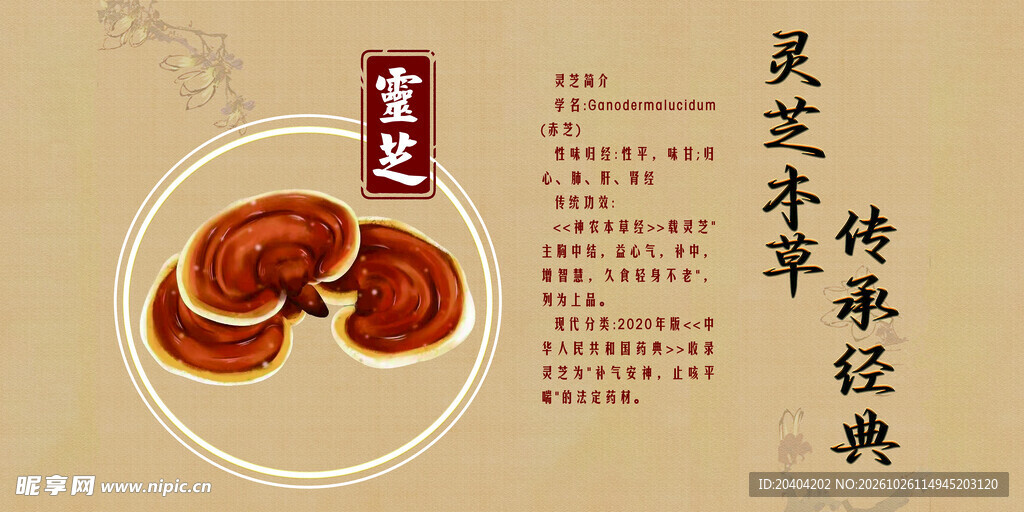 灵芝海报