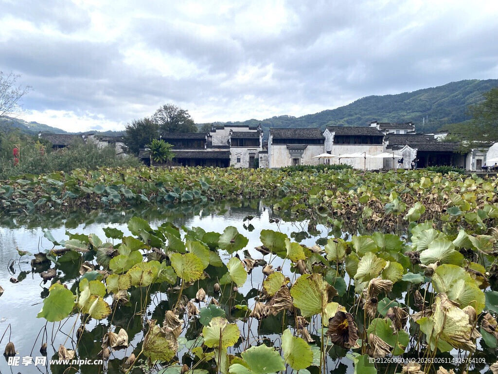 徽派古村荷塘风光
