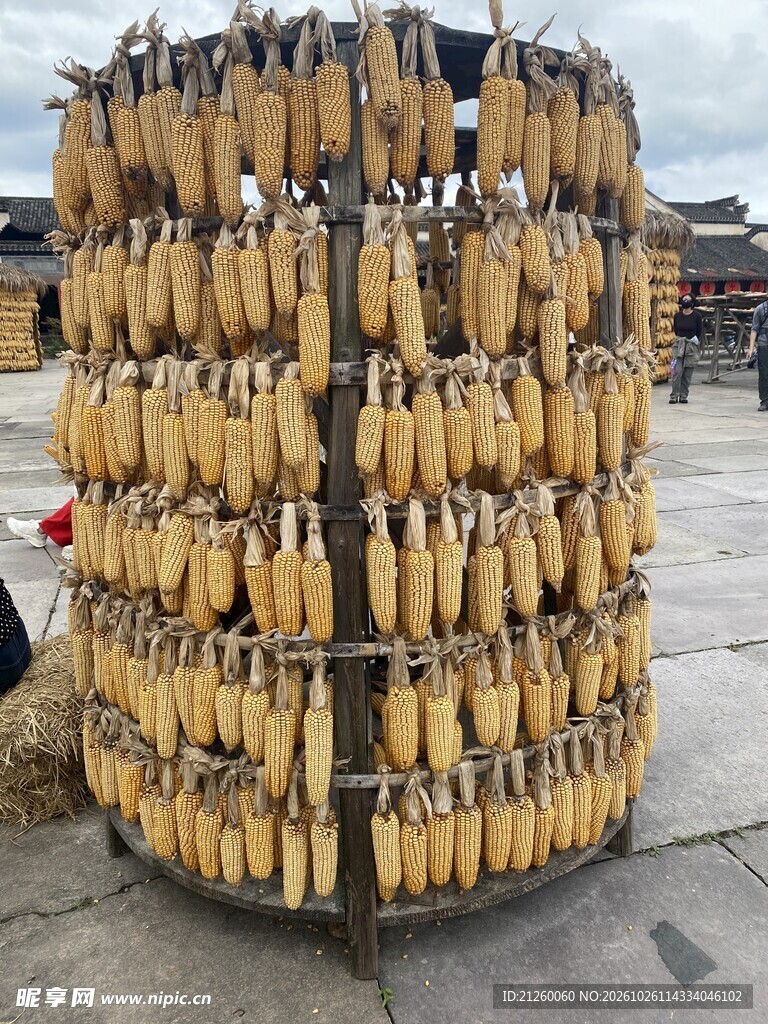 玉米晾晒丰收场景