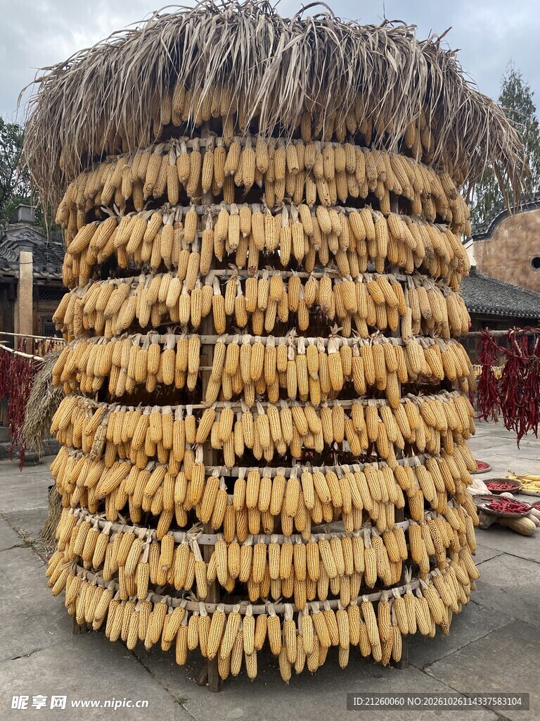 农家晾晒玉米丰收场景