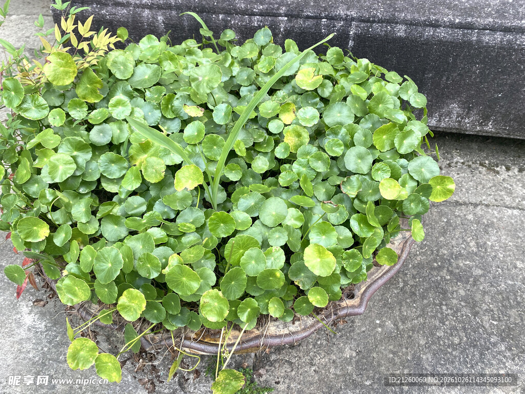 铜钱草