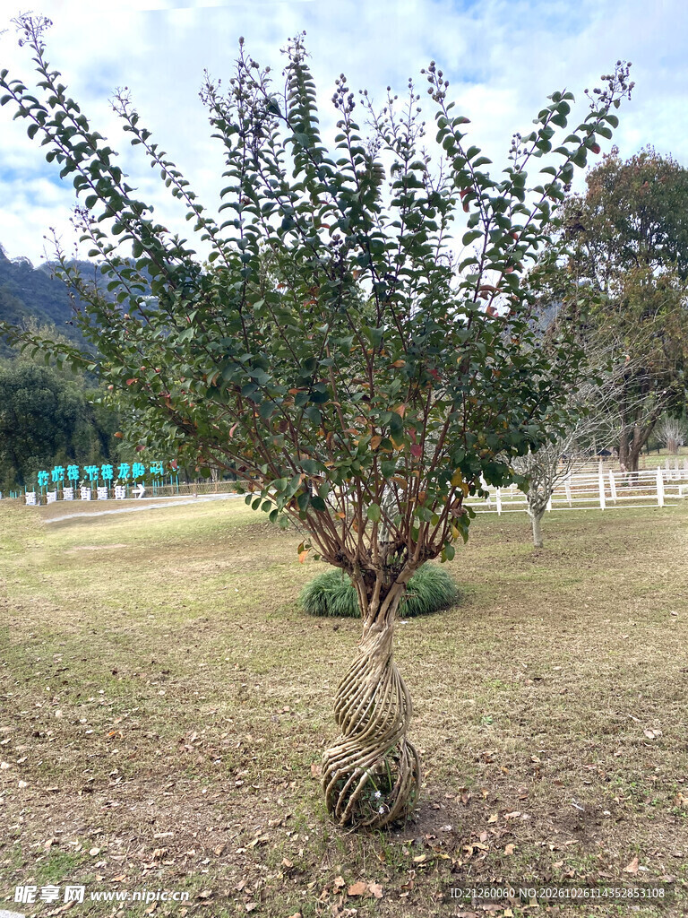 待移栽带土球绿化树苗