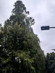 阴天户外大树街景