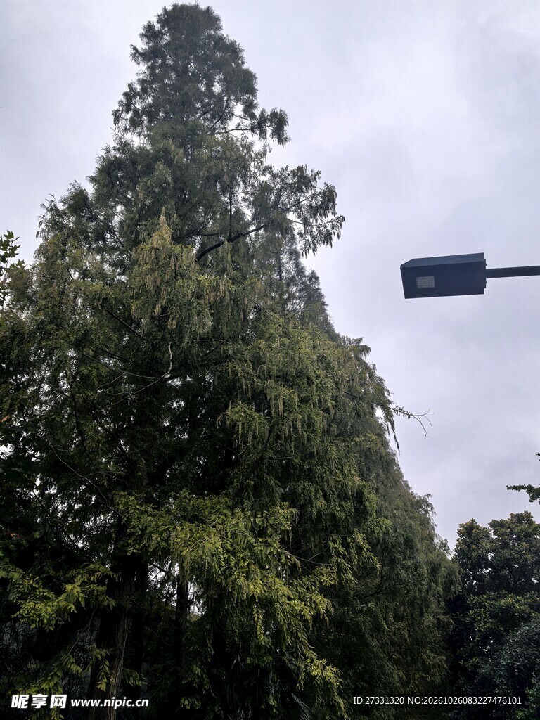 阴天户外大树街景