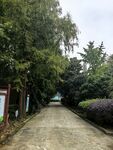 公园林荫步道