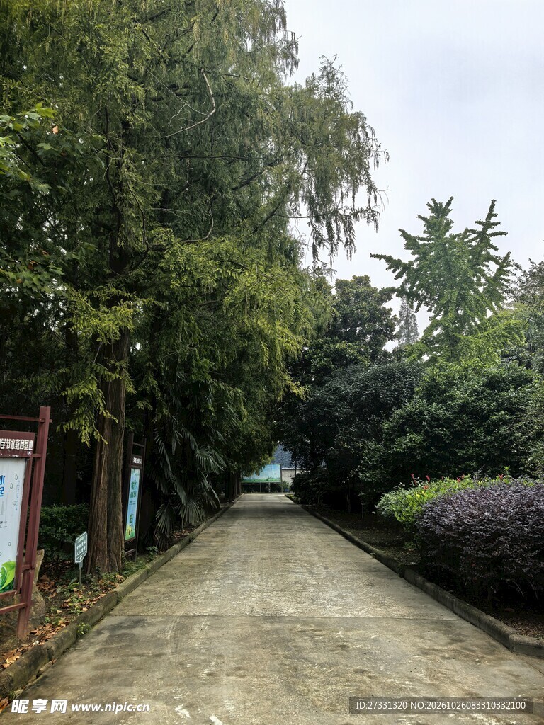 公园林荫步道