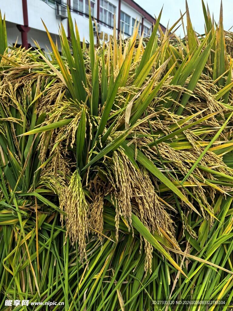 成熟水稻