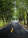 绿树成荫的乡间道路