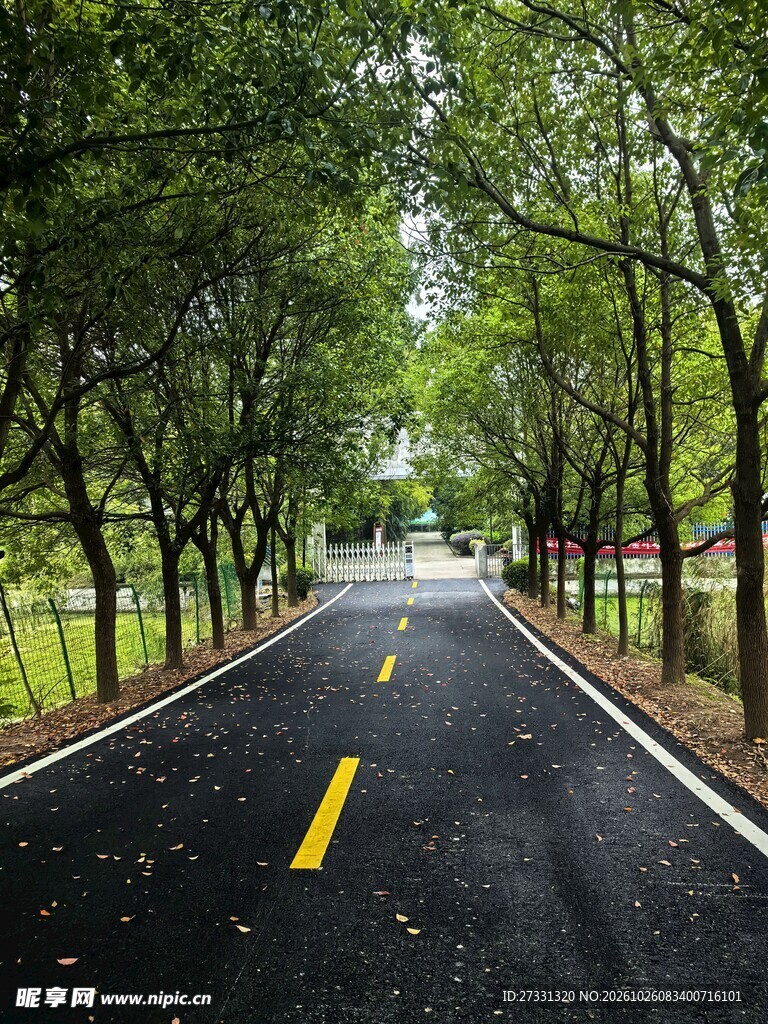 绿树成荫的乡间道路