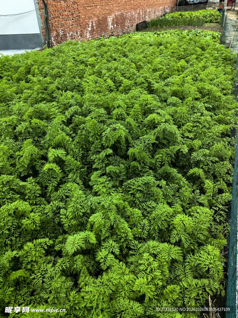 连片翠绿蔬菜种植田