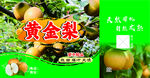 黄金梨