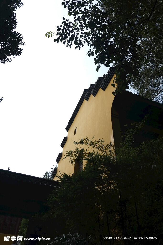 仰拍树荫下老建筑