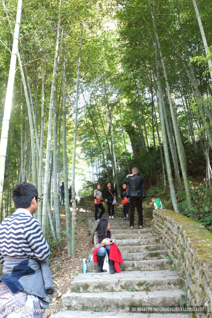 竹林小径游人漫步