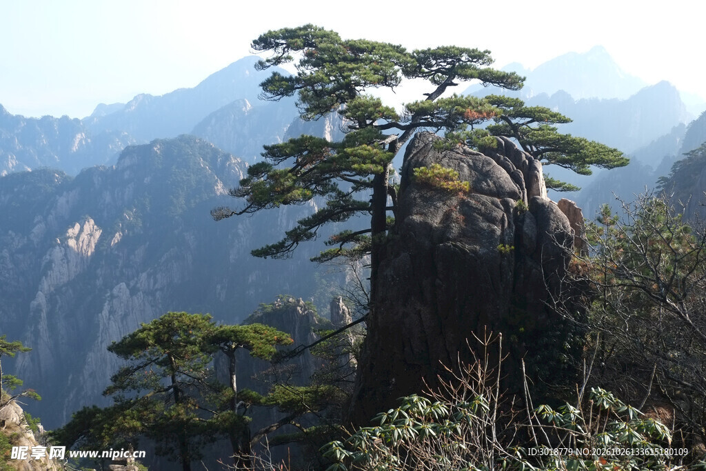 黄山奇松自然风光
