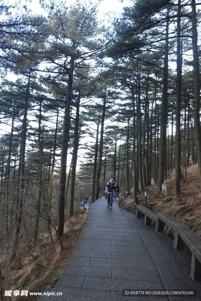 松树林间步道风景