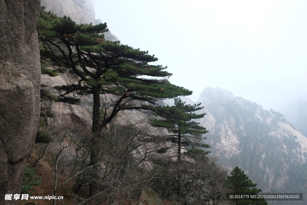 崖壁青松山景