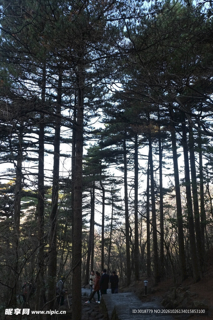 暮色松林风光
