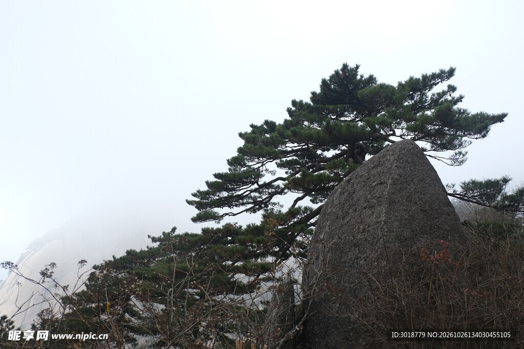 山巅苍松