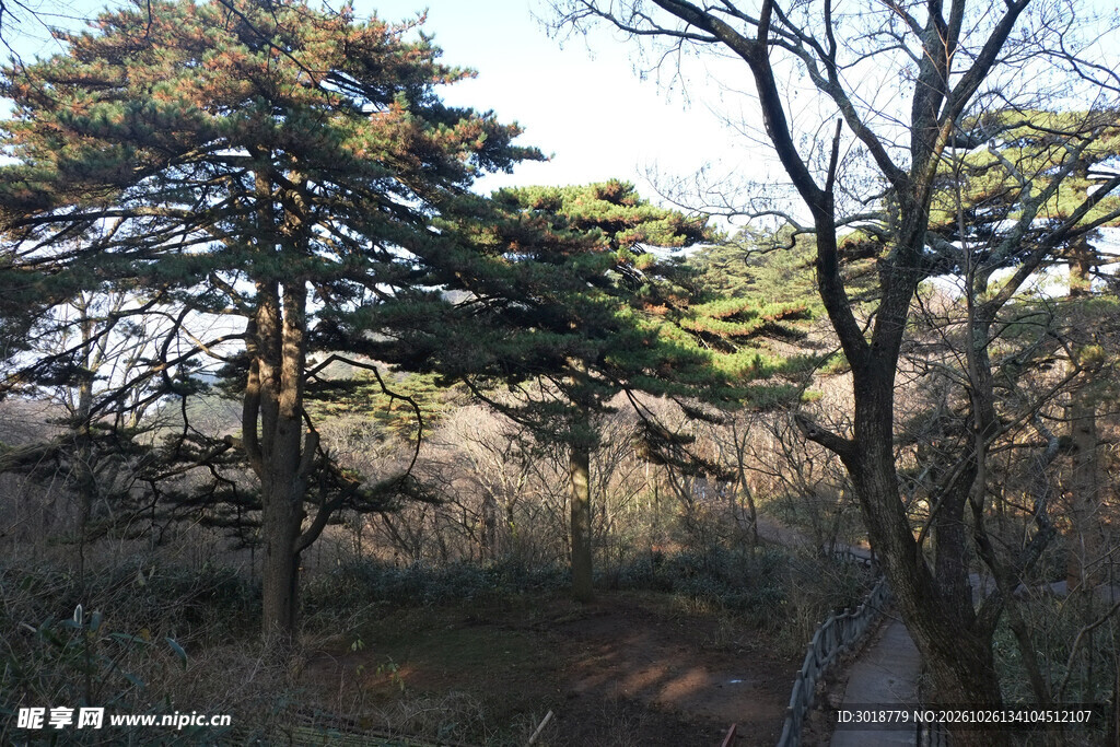 郊野松树林自然景观